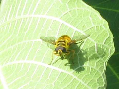 Myathropa florea (Syrphidae)